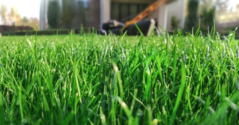 Lees meer over het artikel Waarom kiezen voor ecologisch gekweekt gras?